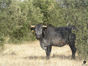 IDForestal.- Convocatoria Asesoramiento JCyL