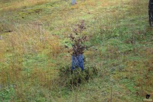 IDForestal Reforestación Castilla-La Mancha