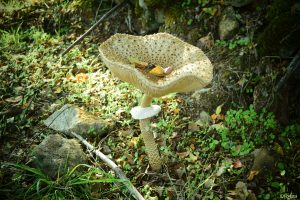 IDF.-MCG0005_IDForestal