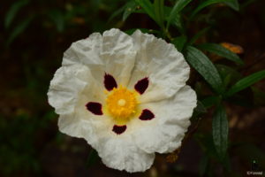 IDF.-Cistus ladanifer web