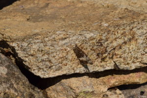 IDForestal.- ¿Qué ocurre con las Flores y las Mariposas?