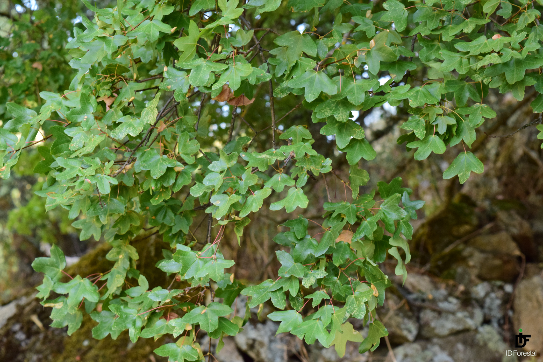 arbusto verde con hojas